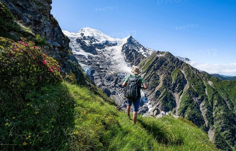 Mountaineer between alpine roses on a hiking trail, impressive mountain landscape with glacier, view of glacier Glacier de Taconnaz, hike La Jonction, Chamonix, Haute-Savoie, France, Europe