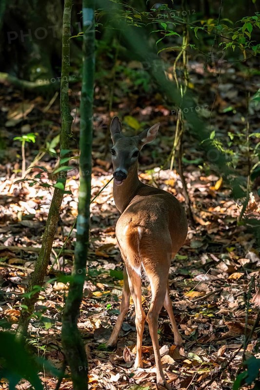 White-tailed deer (Odocoileus virginianus), two females in the rainforest, Manuel Antonio National Park, Puntarenas district, Costa Rica, Central America