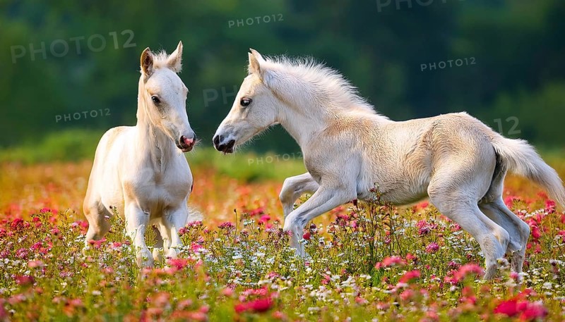 AI generated, Two young white foals playing on a flower meadow, Studio, AI generated