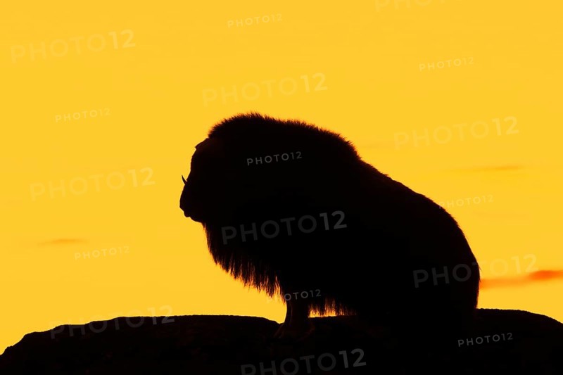 Muskox (Ovibos moschatus) solitary cow, female silhouetted against orange sunset sky in autumn, Dovrefjell–Sunndalsfjella National Park, Norway, Europe