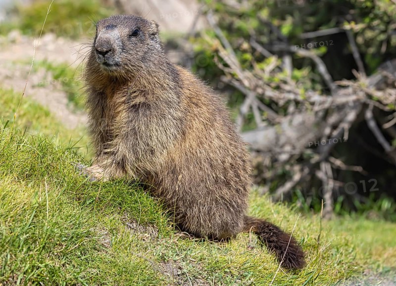 Alpine marmot (Marmota marmota) . Obergoms, Canton Valais, Switzerland, Europe