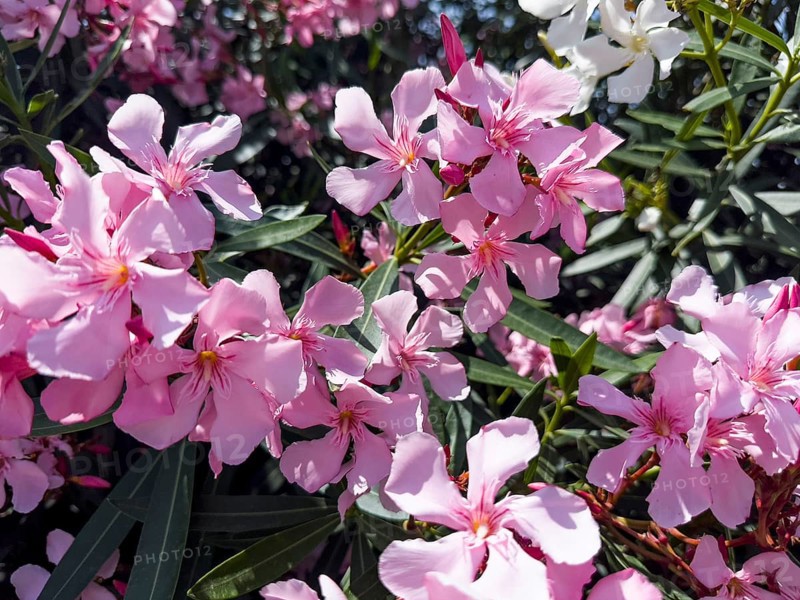 Flowering oleander (Nerium oleander), Italy, Europe