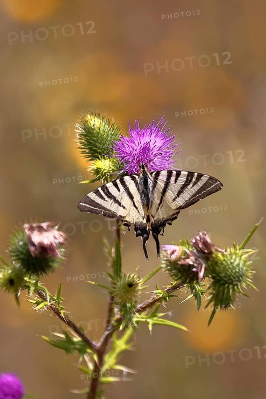 Sail butterfly (Iphiclides podalirius), on a flower of a thistle (Cirsium arvense), in a vineyard, close-up, Moselle valley, Cochem, Rhineland-Palatinate, Germany, Europe