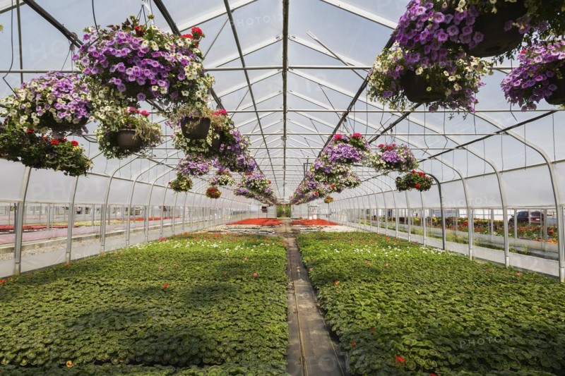 Rows of mauve Petunias in hanging baskets plus red flowering Pelargonium 'Eric Hoskins', Geranium plants in greenhouse in spring, Quebec, Canada, North America