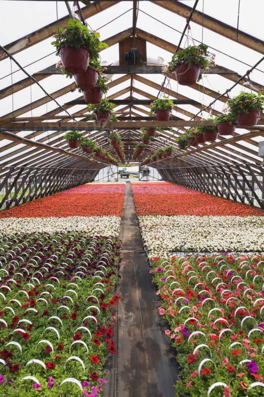 Pink flowers in hanging baskets plus purple, pink and red Petunias, white, red and pink Begonias in containers inside greenhouse in spring, Quebec, Canada, North America