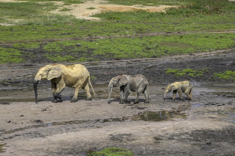 African forest elephants (Loxodonta cyclotis) in the Dzanga Bai forest clearing, Dzanga-Ndoki National Park, Unesco World Heritage Site, Dzanga-Sangha Complex of Protected Areas (DSPAC), Sangha-Mbaéré Prefecture, Central African Republic, Africa