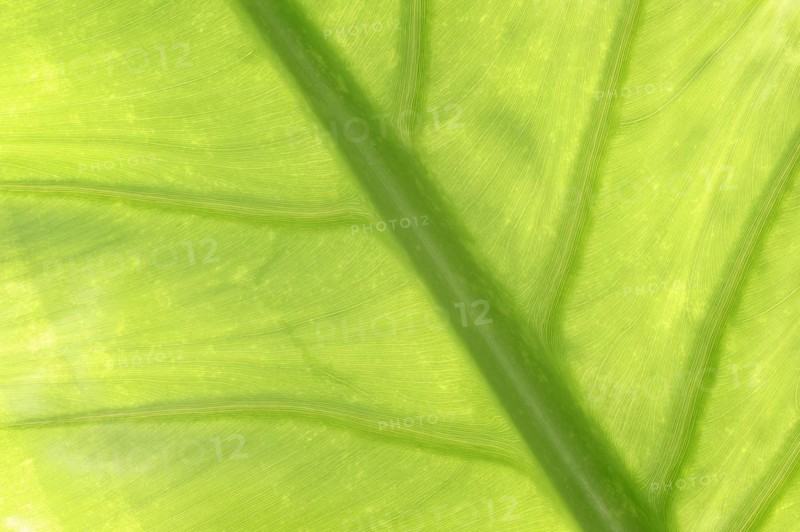 Aquatic giant arum (Typhonodorum lindleyanum), leaf detail, native to Madagascar