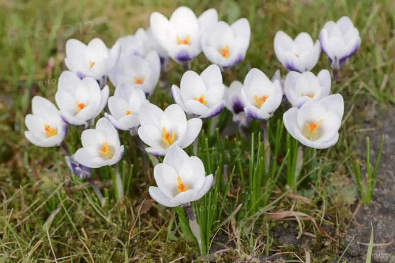 Crocuses (Crocus spec.) in bloom in spring, North Rhine-Westphalia, Germany, Europe
