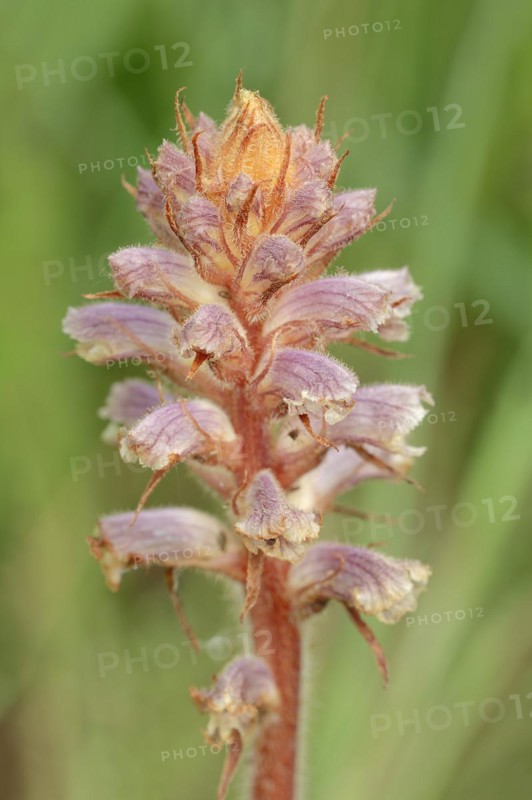 Common broomrape (Orobanche minor), Provence, southern France