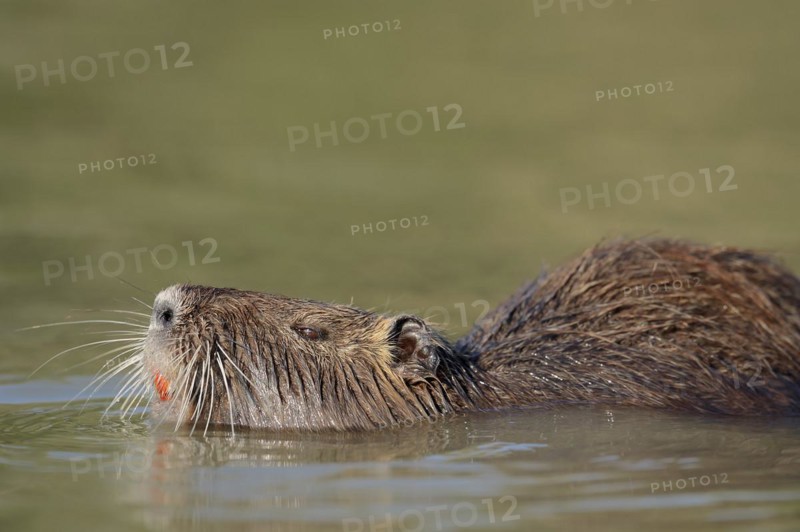 Nutria (Myocastor coypus) swimming in the water, neozoa, Camargue, France, Europe