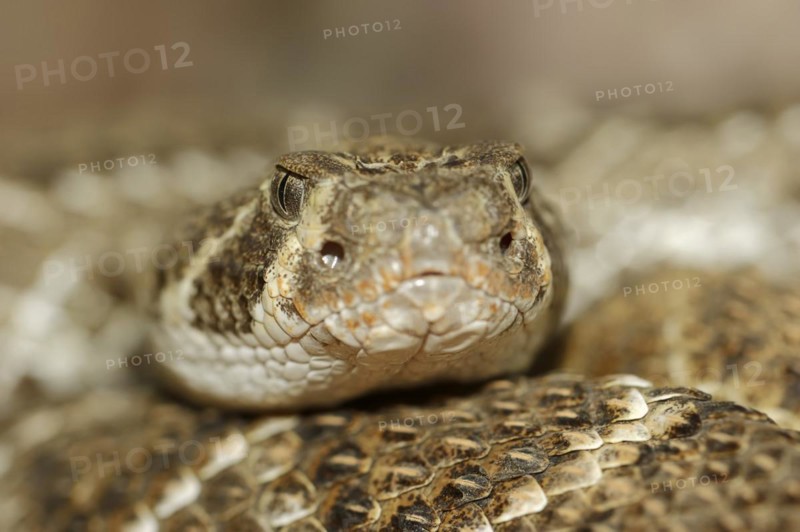 Texas rattlesnake or western diamondback rattlesnake (Crotalus atrox), captive, occurring in North America