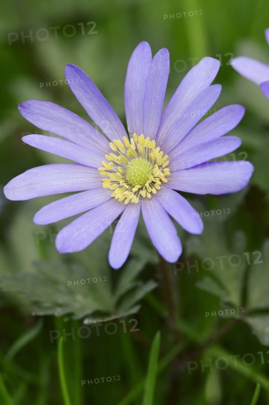 Blue anemone (Anemone apennina), flower, garden plant, North Rhine-Westphalia, Germany, Europe