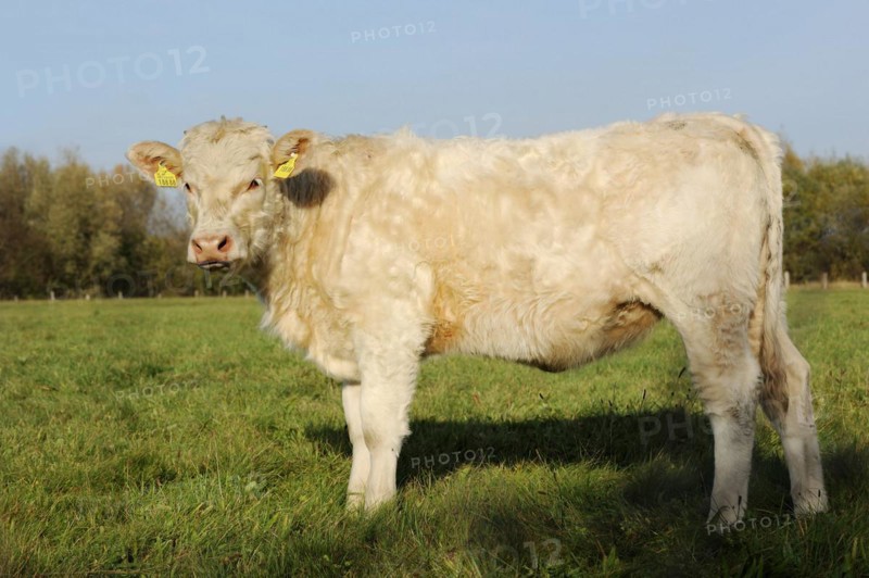 Charolais cattle (Bos primigenius taurus) on a pasture, North Rhine-Westphalia, Germany, Europe