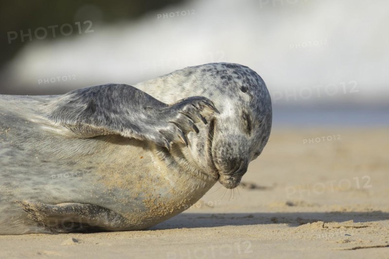 Grey seal (Halichoerus grypus) adult animal scratching its face on a seaside beach, Norfolk, England, United Kingdom, Europe