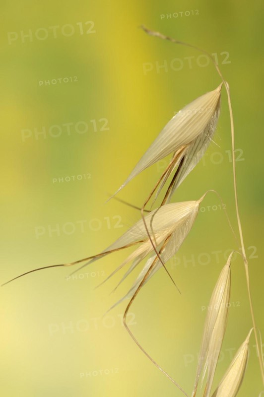 Animated oat (Avena sterilis), spikelets, Provence, southern France