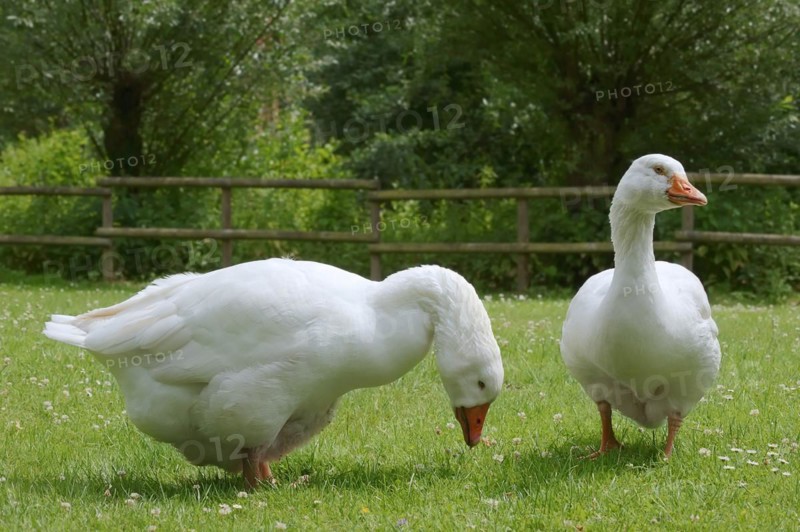Emden goose or Emden goose (Anser anser forma domestica), free-range domestic geese, North Rhine-Westphalia, Germany, Europe