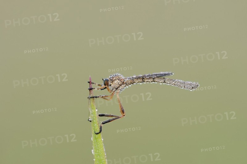 Striped slender robber fly (Leptogaster cylindrica) with dewdrops, North Rhine-Westphalia, Germany, Europe