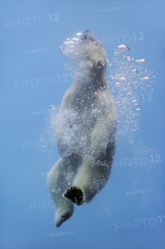 Polar bear (Ursus maritimus) diving, captive, Germany, Europe