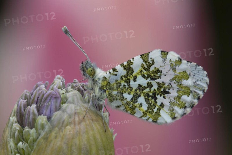 Orange tip (Anthocharis cardamines) butterfly resting on a garden Allium flower head in the springtime, Suffolk, England, United Kingdom, Europe