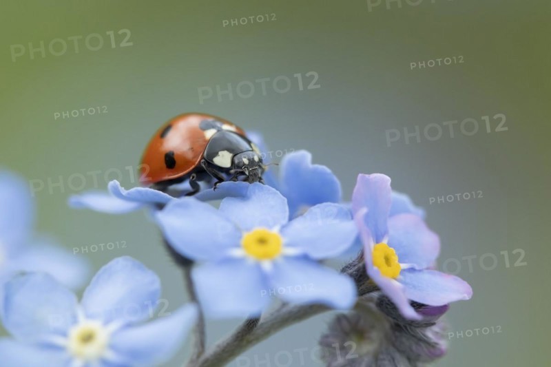 Seven-spot ladybird (Coccinella septempunctata) adult insect on a Forget-me-not flower, Suffolk, England United Kingdom