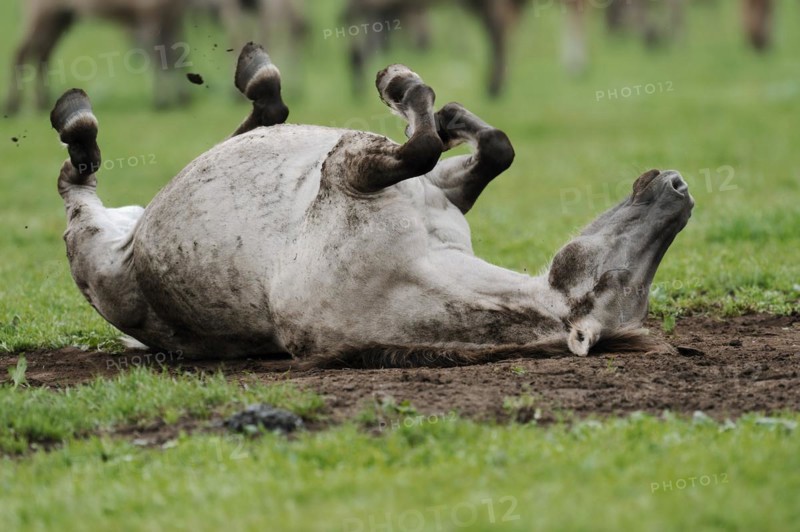 Dülmen wild horse, mare rolling around, Merfelder Bruch, Dülmen, North Rhine-Westphalia, Germany, Europe