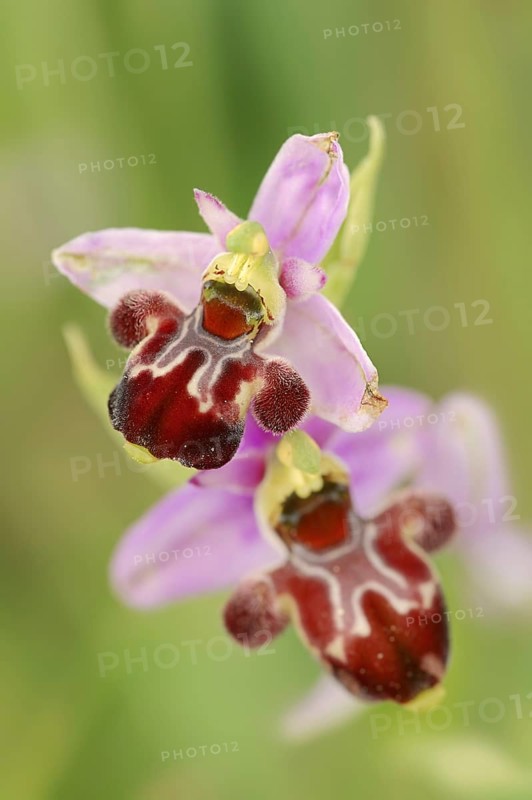 Bumblebee orchid (Ophrys holoserica subsp. pseudoscolopax), flowers, Provence, southern France
