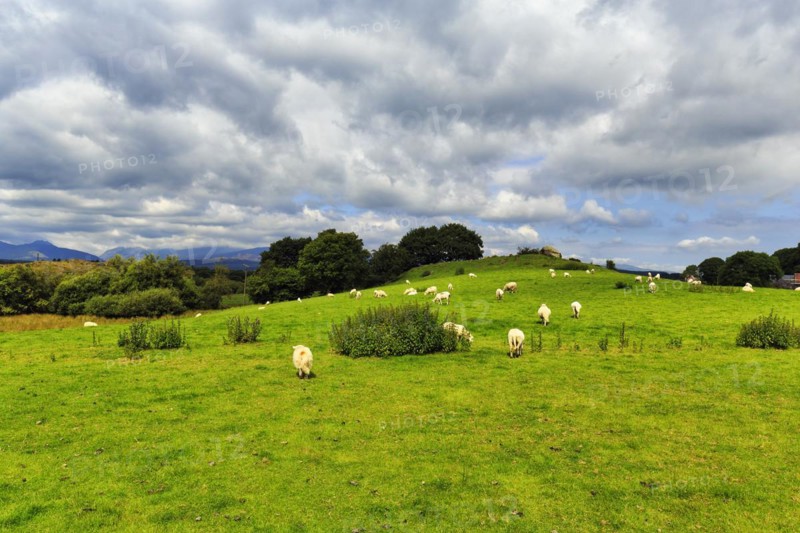 Flock of sheep in a meadow, typical hilly landscape near Betws-y-Coed in Merionethshire, North Wales, Wales, Great Britain
