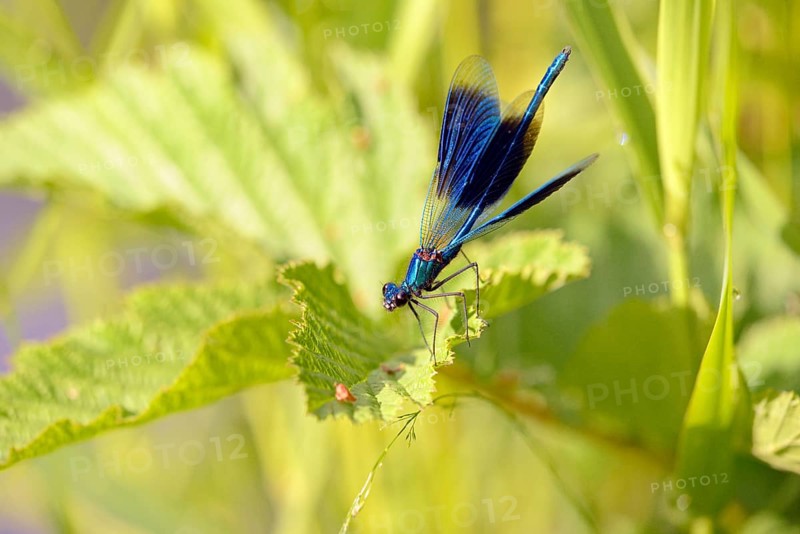 Banded demoiselle (Calopteryx splendens) sitting on a green leaf, North Rhine-Westphalia, Germany, Europe