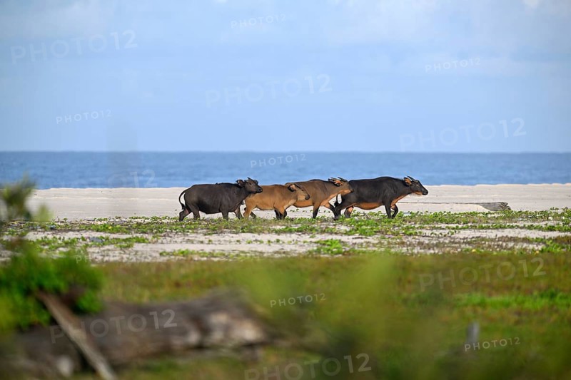 Red buffalo or forest buffalo (Syncerus nanus) on the beach, Petit Loango, Loango National Park, Parc National de Loango, Ogooué-Maritime Province, Gabon, Africa