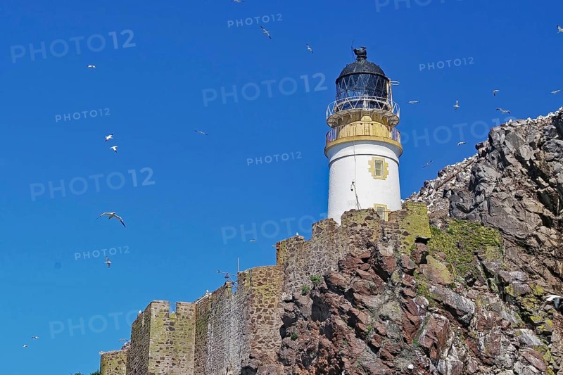 A lighthouse stands on steep cliffs, surrounded by gannets and a clear blue sky, in a sunny setting, Bass Rock, North Berwick, Scotland, United Kingdom, Europe