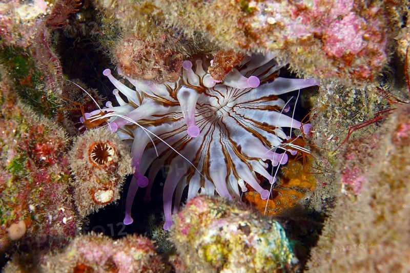 White club-tipped anemone (Telmatactis cricoides) with purple-coloured tentacles in a crevice. Dive site Roca Jolia, Las Galletas, Tenerife, Canary Islands, Spain, Europe
