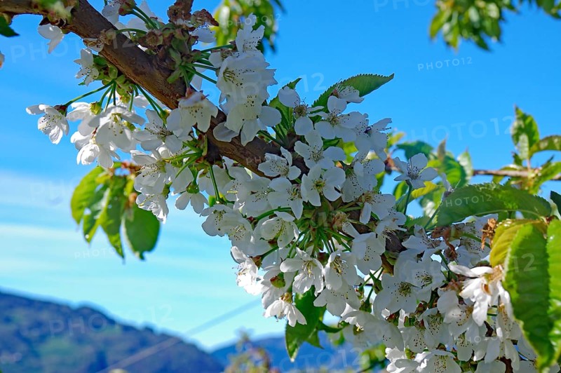 Close-up of white flowers on a branch against a blurred background, spring, fruit-growing area, Hardangerfjord, Fylke Vestland, Norway, Europe