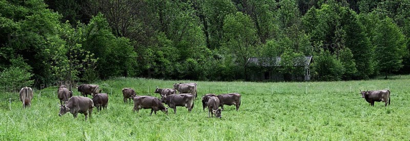 Brown Swiss dairy cows grazing in the meadow in italians Alps, Lombardy, Italy, Europe