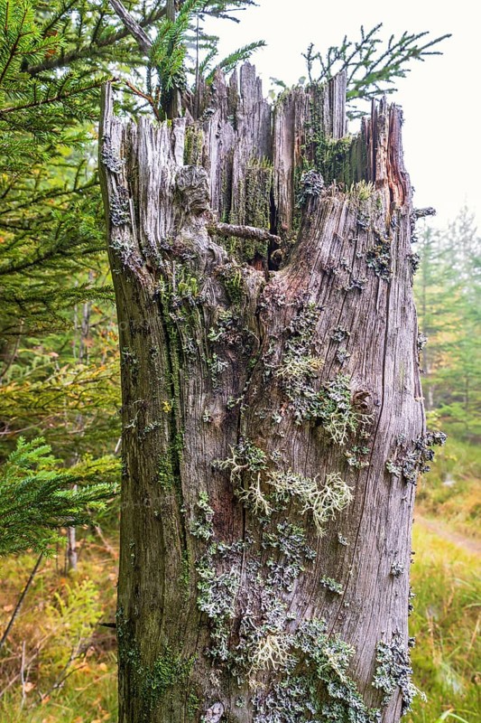 Old tree stump with growing lichen and moss in a spruce forest at autumn