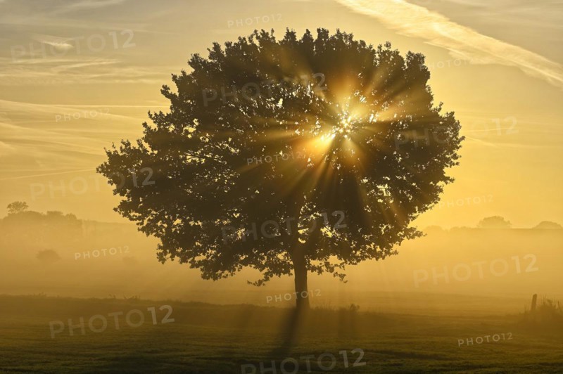 English oak (Quercus robur) in a meadow with sunbeams in autumn, Lower Rhine, North Rhine-Westphalia, Germany, Europe