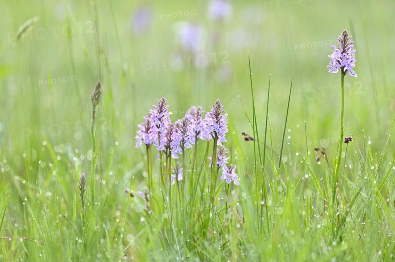 Moorland spotted orchid (Dactylorhiza maculata), flowering wild orchid, Lower Rhine, North Rhine-Westphalia, Germany, Europe