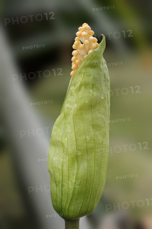 Arum (Taccarum caudatum), inflorescence, occurrence in South America