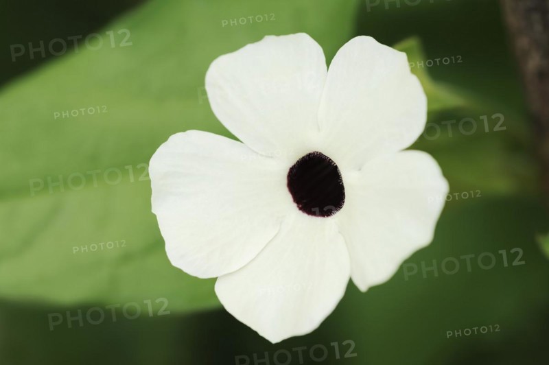 Black-eyed susan vine (Thunbergia alata), flower, ornamental plant, North Rhine-Westphalia, Germany, Europe