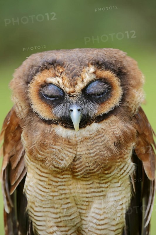 Brown wood owl (Strix leptogrammica), portrait, captive, occurrence in Asia