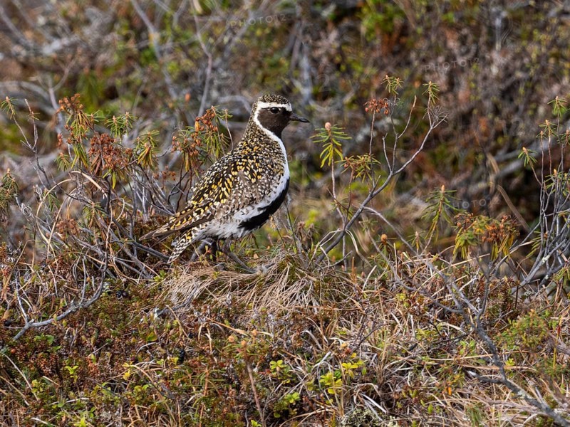 Eurasian golden plover (Pluvialis apricaria) adult male, alert in heathland breeding ground, May, Finnish Lapland