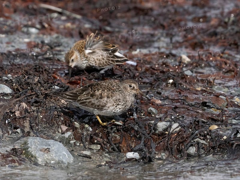 Purple sandpiper (Calidris maritima), foraging along the Arctic Ocean shoreline at low tide, May, Varanger Fjord, Norway, Europe