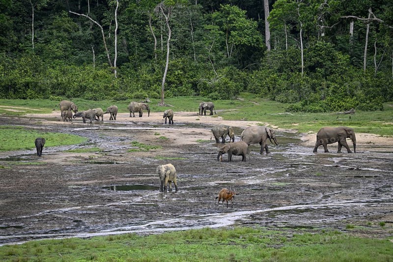 Forest elephants (Loxodonta cyclotis) and bongo antelopes (Tragelaphus eurycerus) in the Dzanga Bai forest clearing, Dzanga-Ndoki National Park, Unesco World Heritage Site, Dzanga-Sangha Complex of Protected Areas (DSPAC), Sangha-Mbaéré Prefecture, Central African Republic, Africa
