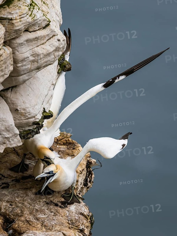 Pair of Northern Gannet, Morus bassanus, birds on cliff, Bempton Cliffs, North Yorkshire, England, United Kingdom, Europe