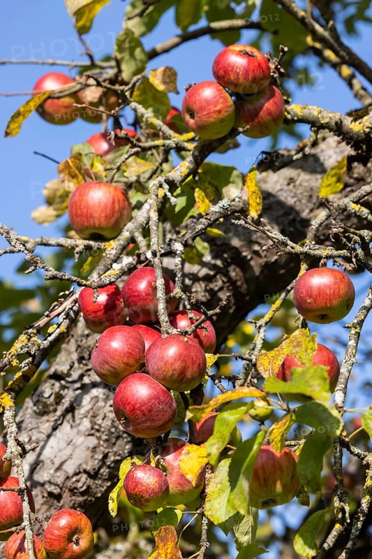 Orchard with apple tree near Herrenberg. The apple trees bear many fruits. Herrenberg, Baden-Württemberg, Germany, Europe