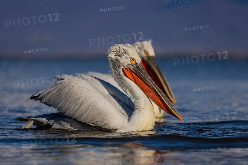 Dalmatian Pelican (Pelecanus crispus), swimming, orange throat pouch, Lake Kerkini, Greece, Europe