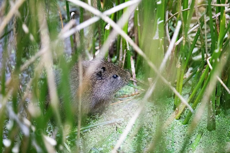 Cuy or guinea pigs (Caviidae) among rushes and stoh on Lake Titicaca, Puno Province, Peru, South America