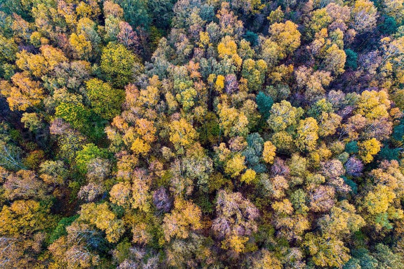 Mixed forest in autumn, colouring, aerial view, forest, autumnal, district Diepholz, Barnstorf, Lower Saxony, Germany, Europe
