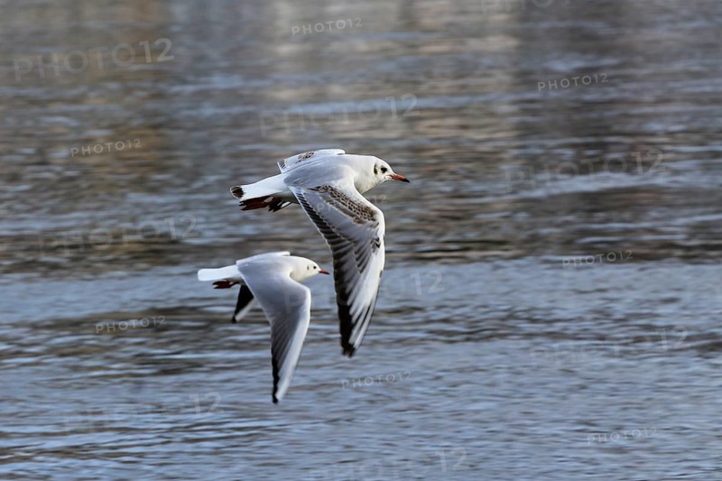 Gulls (Larinae) on the Elbe in winter, Saxony, Germany, Europe
