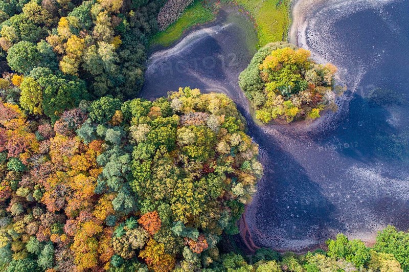 Mixed forest in autumn, colouring, aerial view, forest, autumnal, Ahlhorn fish ponds, Niedersächsische Landesforst, Ahlhorn, Lower Saxony, Germany, Europe