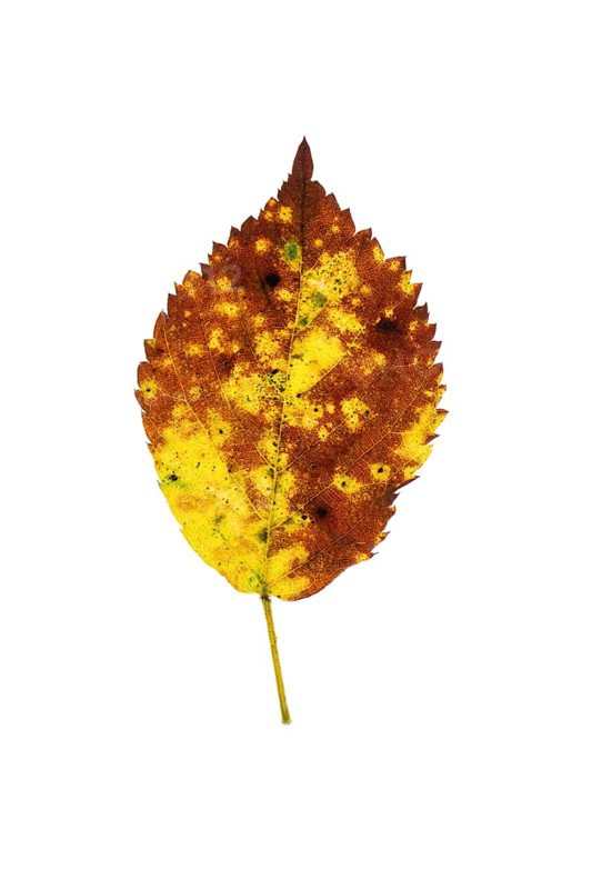Autumn-coloured leaf of a beech (Fagus sylvatica), copper beech, tree, free-standing, Vechta, Lower Saxony, Germany, Europe